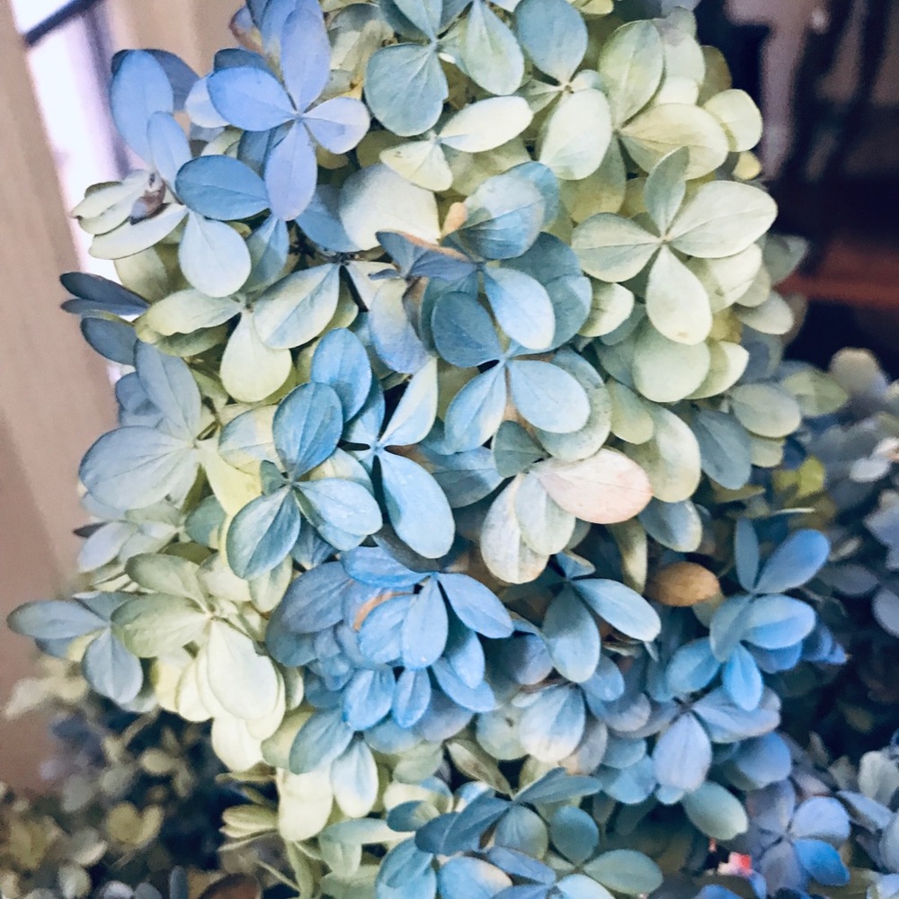Dried Pee Gee hydrangeas - Picture 2 of 5